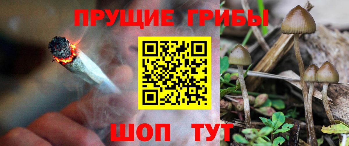 Псилоцибиновые грибы Magic Shrooms  Калуга  Псилоцибиновые грибы Psilocybine cubensis 